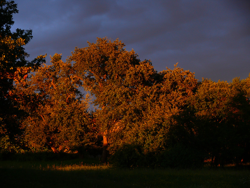 Fényjáték Szalafőn